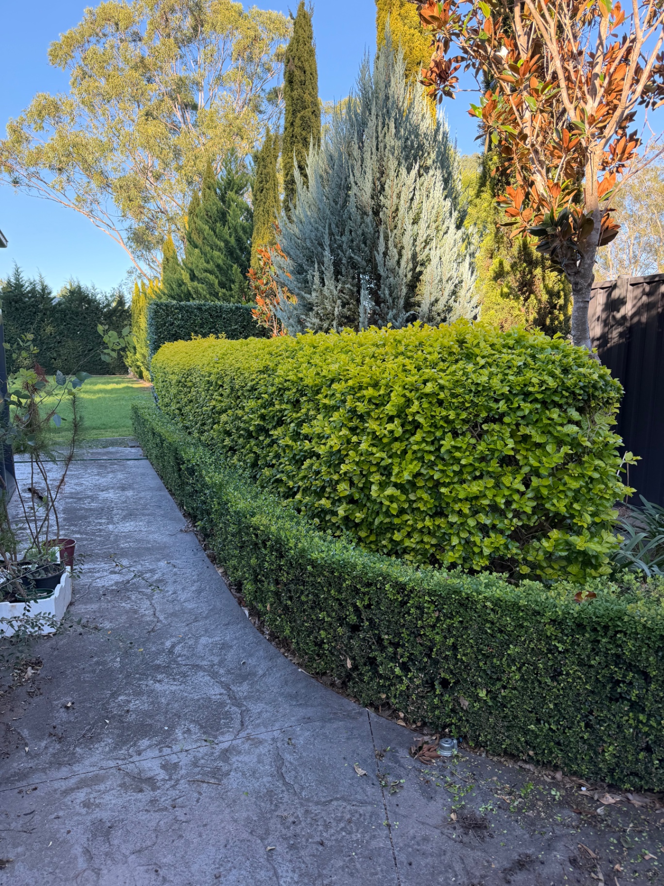 Hedge Trimming