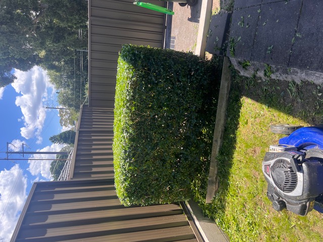 Freshly trimmed hedge cube