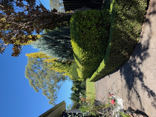 Row of shaped hedges